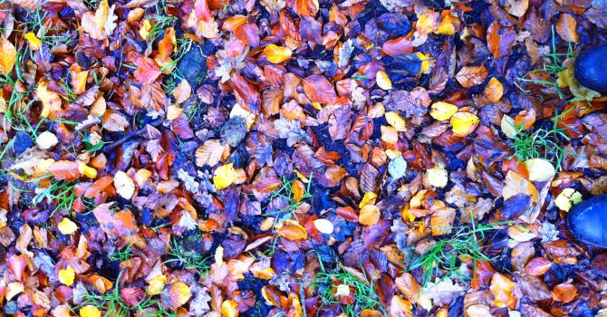 Image for Autumn Half Term