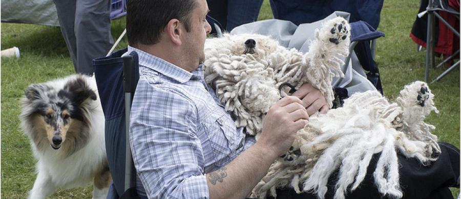 Dog Shows In Yorkshire This Weekend Dog Shows In Yorkshire This Weekend