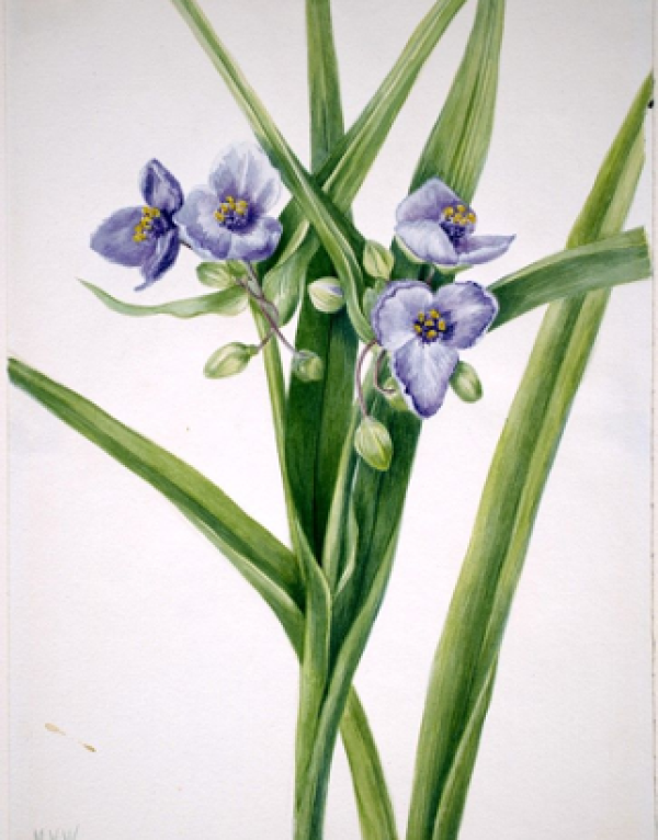 Painting of Tradescantia plant - named after plant collector. Purple flower clusters and long, straight leaves.