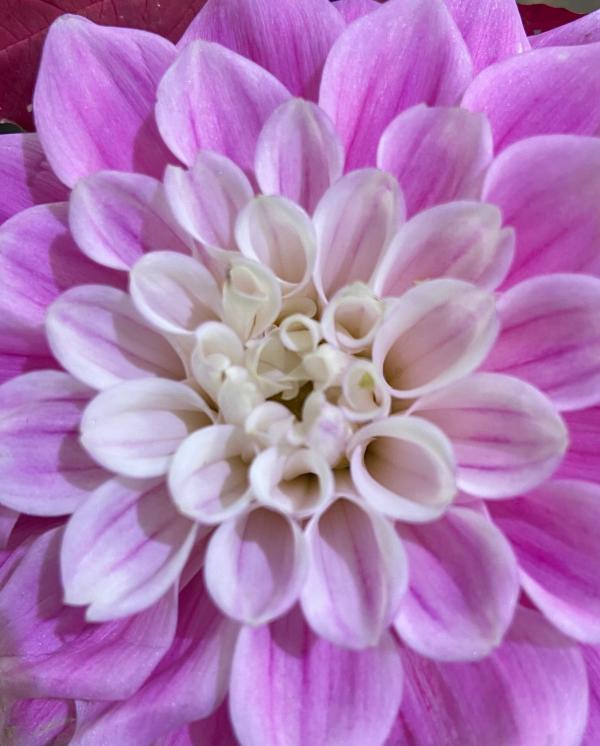 A flower with tubular petal that is purple on the outer petals and then white in the middle 