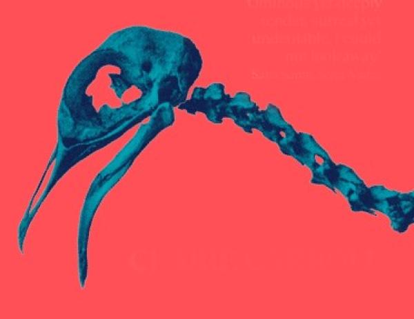 Photo of a blue skull and neck bones of a bird on a red background.