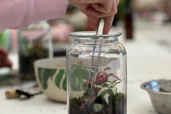 A person carefully uses a spoon to transfer small plants into a glass jar, showcasing a nurturing gardening activity.