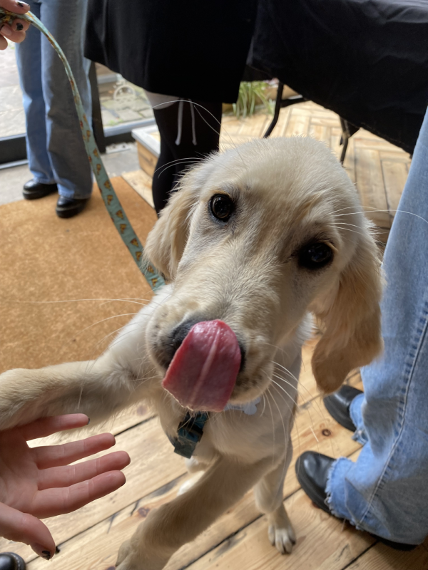 a dog