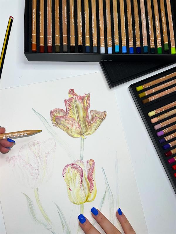 Poppy drawings