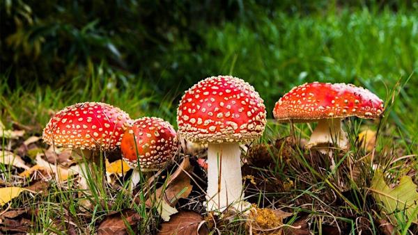 mushrooms