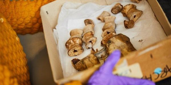 A box of whale bones