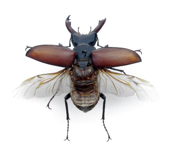Stag beetle 