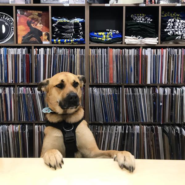 Libby The Shop Dog at Jumbo Records