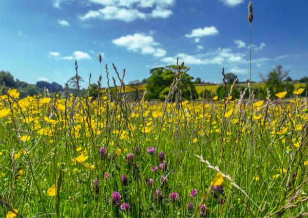 Leeds Biodiversity & Regenerative Food Festival - Wildflower Meadow