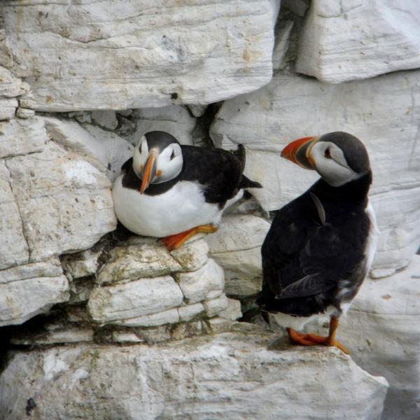 A photograph of two puffins sat on rocks