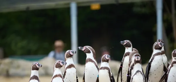 A photograph of a waddle of Humboldt penguins