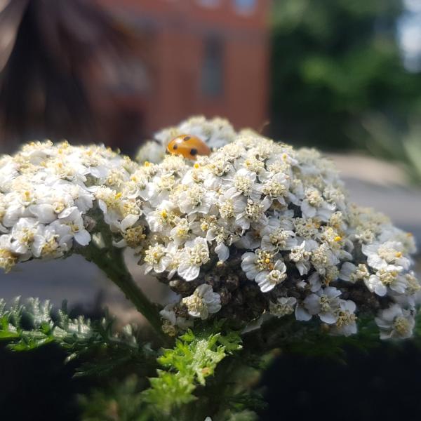 A white flower in the foreground with a ladybird on it, the background is blurred.