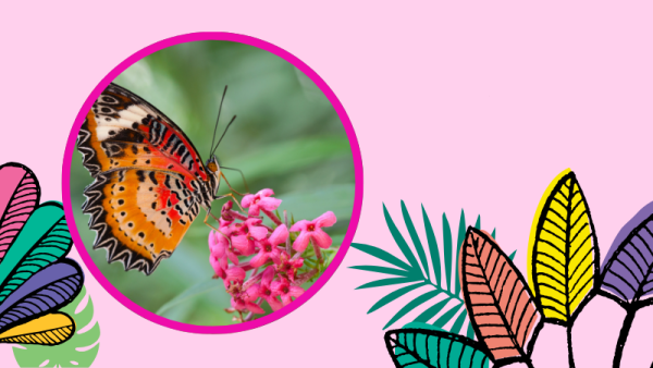 Image of a butterfly on a flower