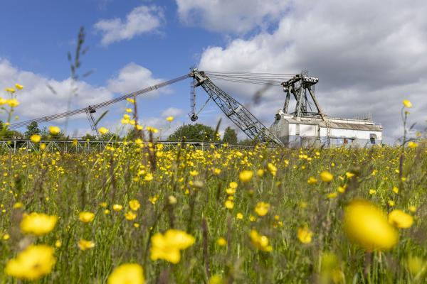 Buttercups with the St Aidan's Dragline- oddball- in the background