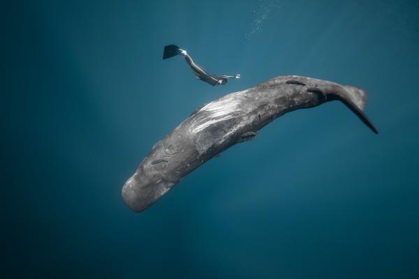 A large blue wale swims beneath a person wearing a wetsuit and fins.