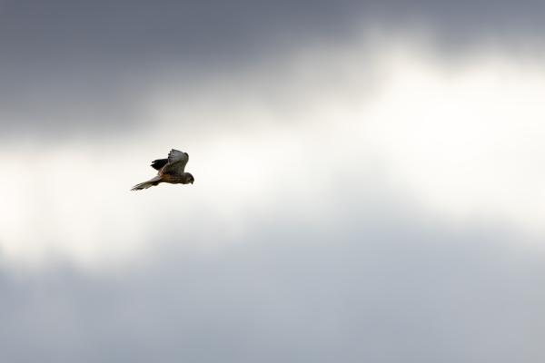 Kestrel hovering on an overcast day