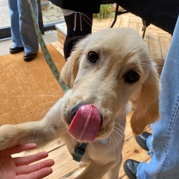 a dog