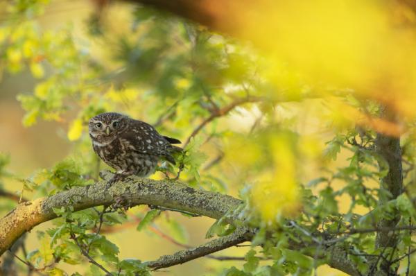 Little Owl sitting on a branch in a tree in spring