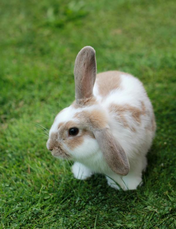A picture of a rabbit on grass
