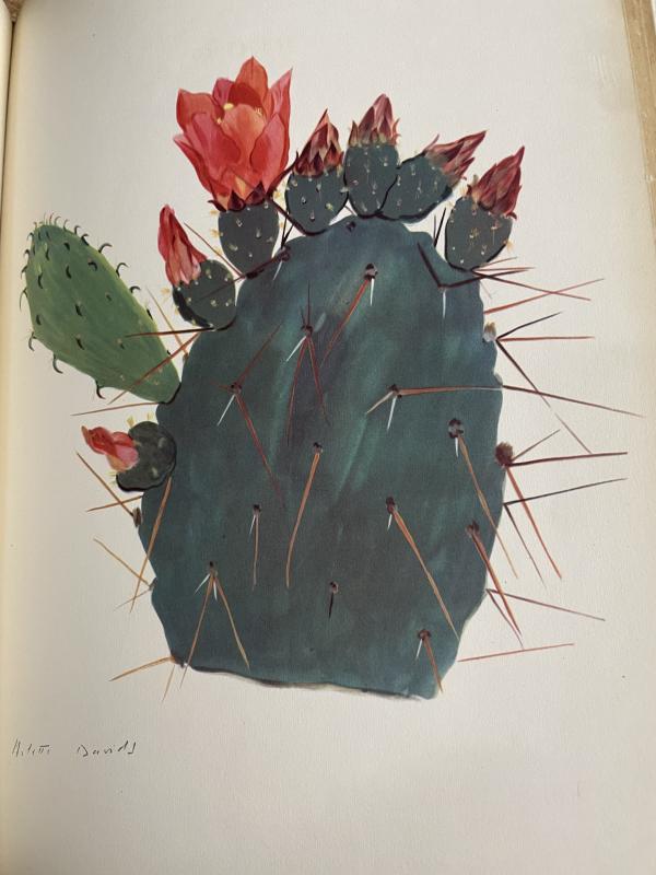 A watercolour painting of a dark green cactus, with red flowers sprouting at the top.
