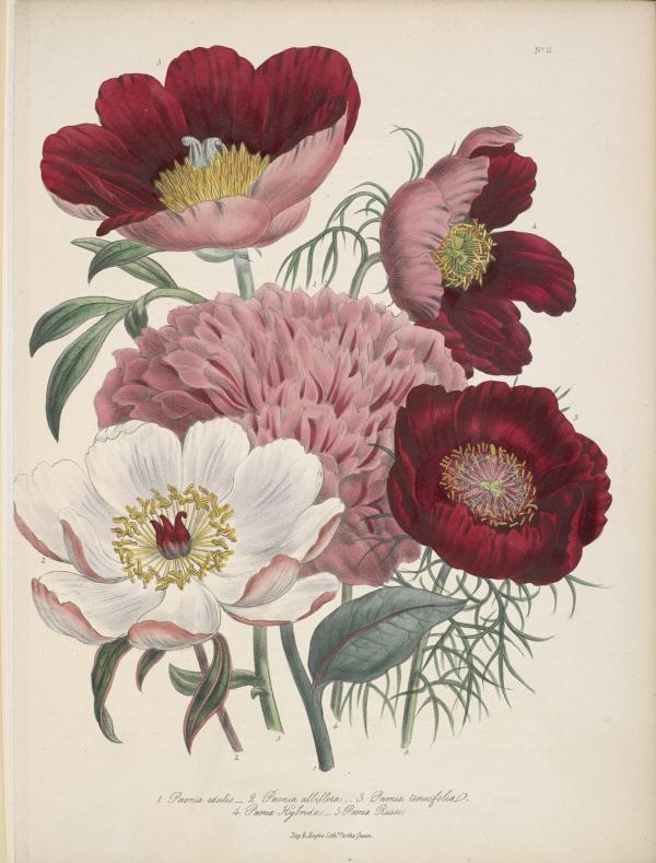 Hand coloured image of peonies. From The ladies' flower-garden of ornamental perennials by Mrs Jane Loudon