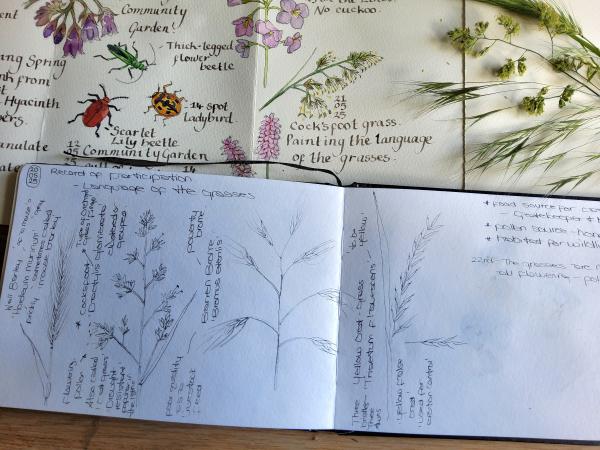 A sketchbook showing a nature journal page of grasses, made in pencil, pen and watercolour paint.