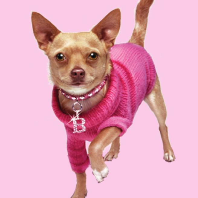 Bruiser Woods from Legally Blonde. Bruiser wears a pink sweater and collar.