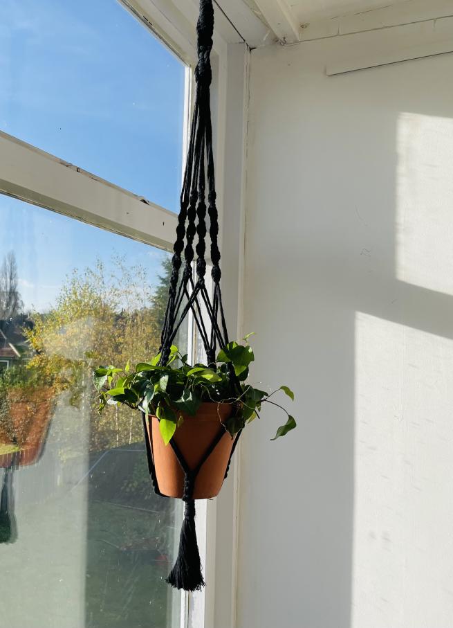 Green potted plant hanging in a sunny window from black macrame hanging