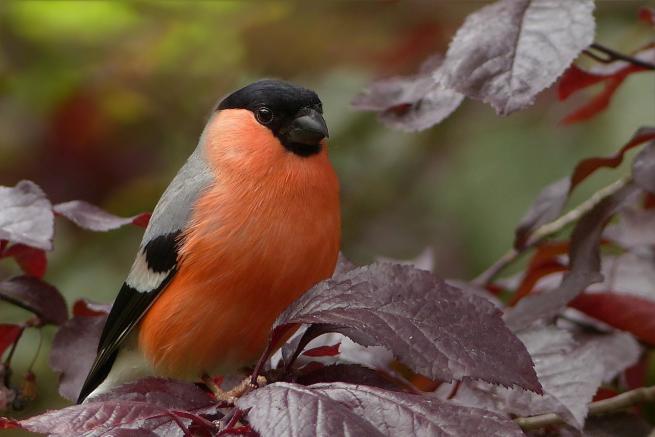 Image of a male bullfinch on a branch