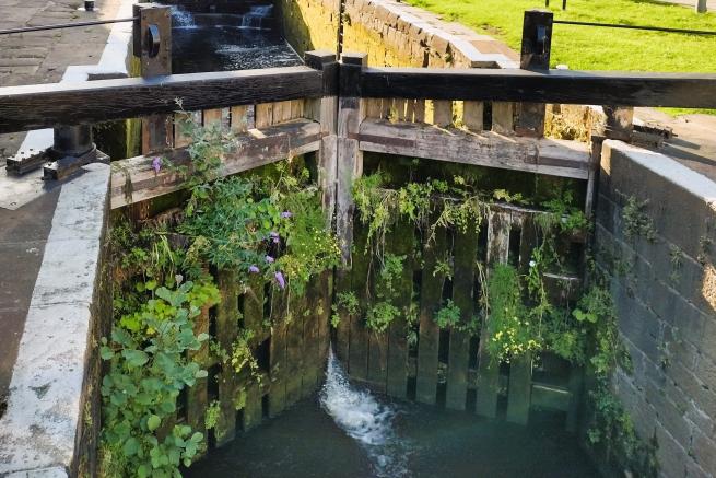 A canal lock in the sunshine, covered with wild plants