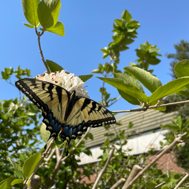 A white and black butterfly sat on some green foliage with its wings spread against a blue sky.