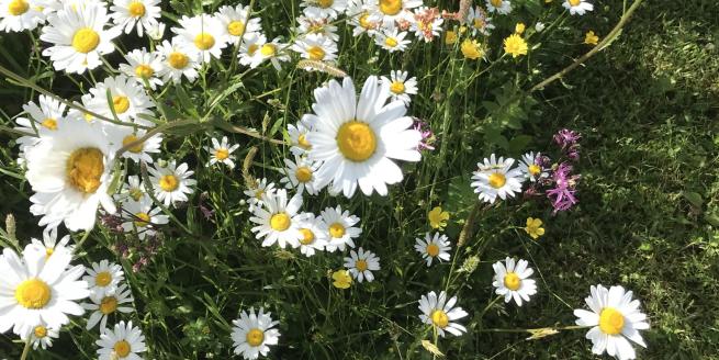daisies