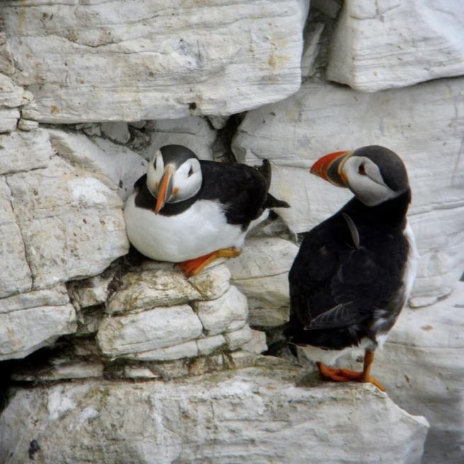 A photograph of two puffins sat on rocks
