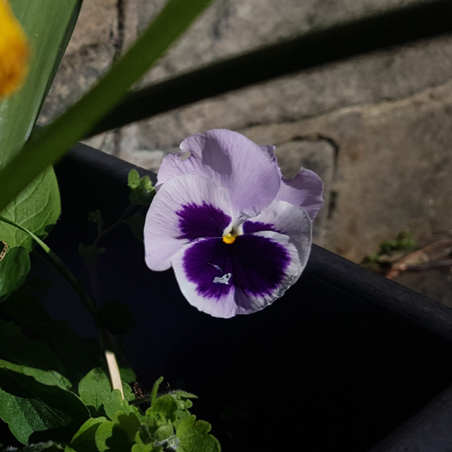 A photograph of a light and dark purple pansy.