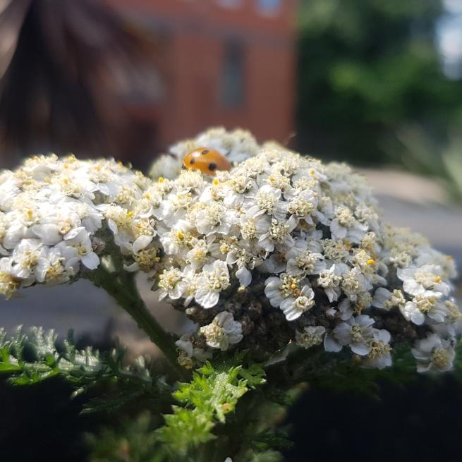 A white flower in the foreground with a ladybird on it, the background is blurred. 