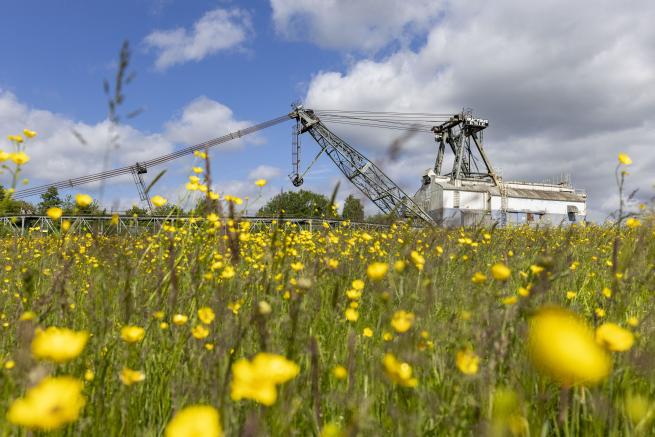 Buttercups with the St Aidan's Dragline- oddball- in the background