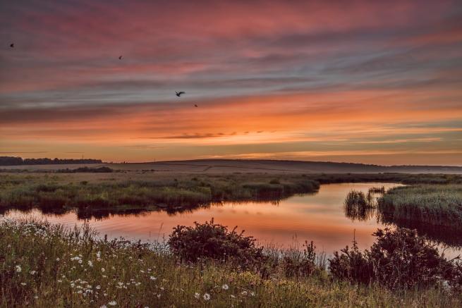 Picture of the reedbeds at RSPB St Aidan's at sunset with a bird flying over the reeds