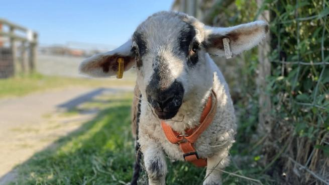 A sheep at Swithens Farm Park this Summer 