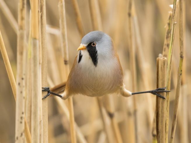 Bearded tit holding onto reeds with it's feet