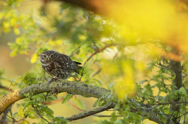 Little Owl sitting on a branch in a tree in spring
