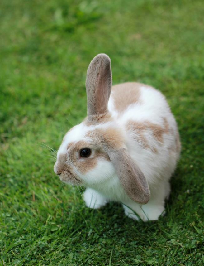 A picture of a rabbit on grass