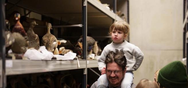 Small child sitting on an adults shoulders, gazing at taxidermied birds. 