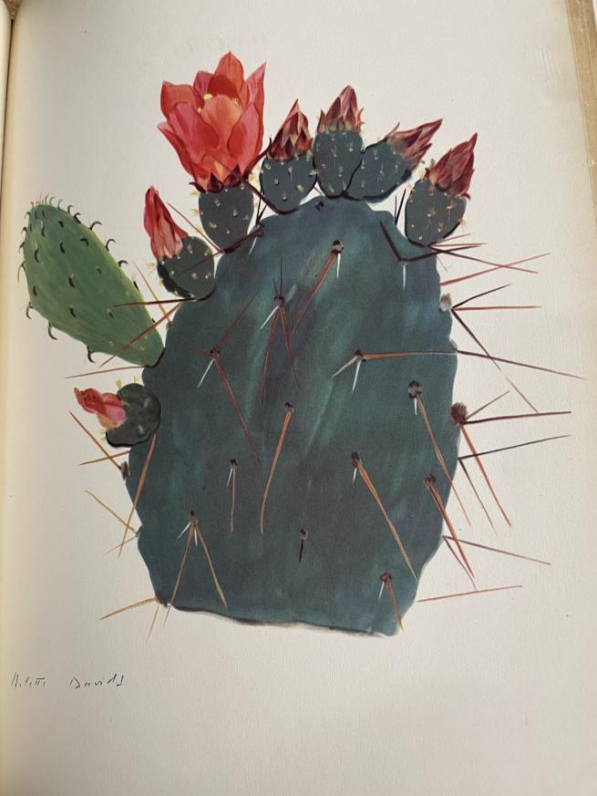 A watercolour painting of a dark green cactus, with red flowers sprouting at the top.