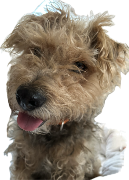 A triple terrier looking cheerfully into the camera