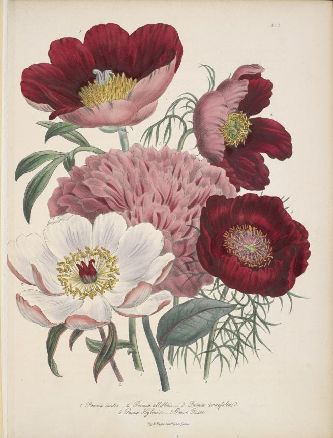 Hand coloured image of peonies. From The ladies' flower-garden of ornamental perennials by Mrs Jane Loudon