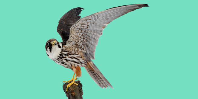 A photo of taxidermy peregrine falcon