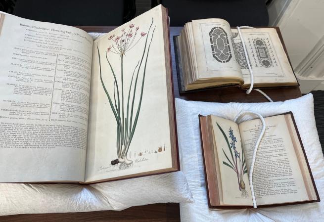 Three old books open at pages with illustrations of plants.