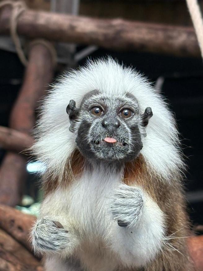Cotton Top Tamarin sticking tongue out
