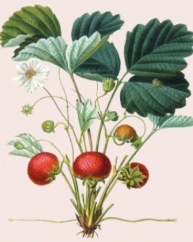 images from book cover