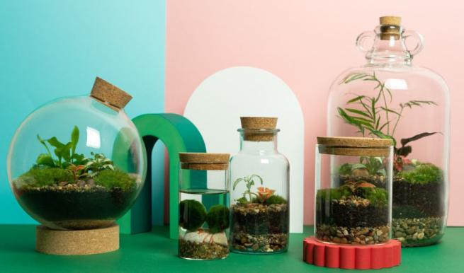 Four different-sized terrariums